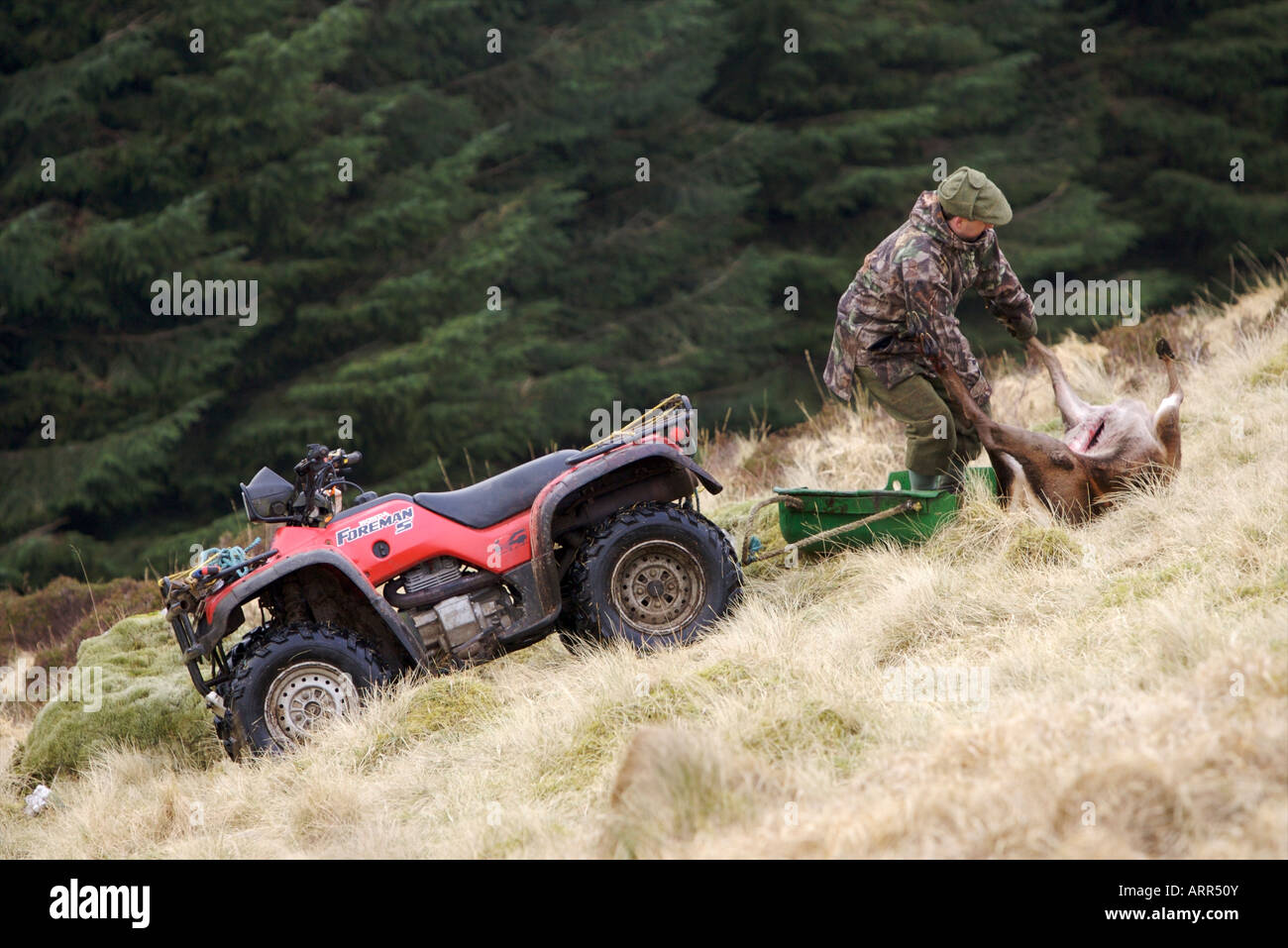 Extracting shot deer with a quad and sledge Stock Photo