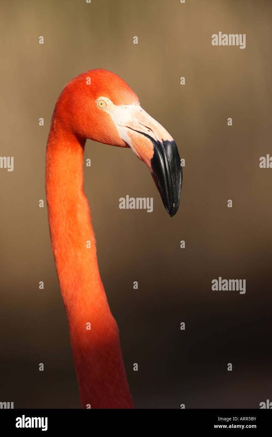 Caribbean Flamingo head closeup in warm evening light - Phoenicopterus ruber Stock Photo