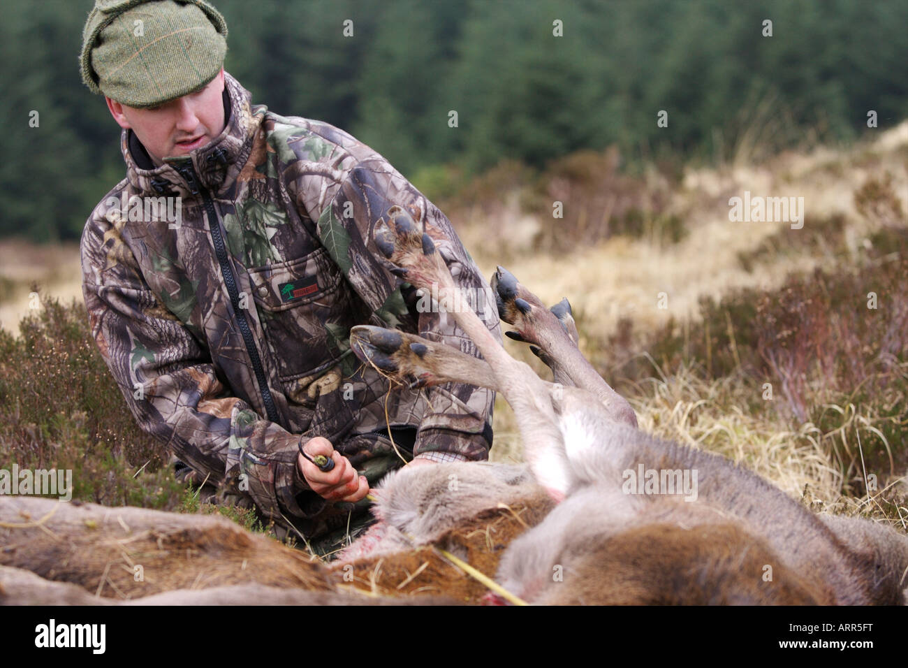 Deer stalker securing red deer carcasses to a quad bike ready for extraction Stock Photo