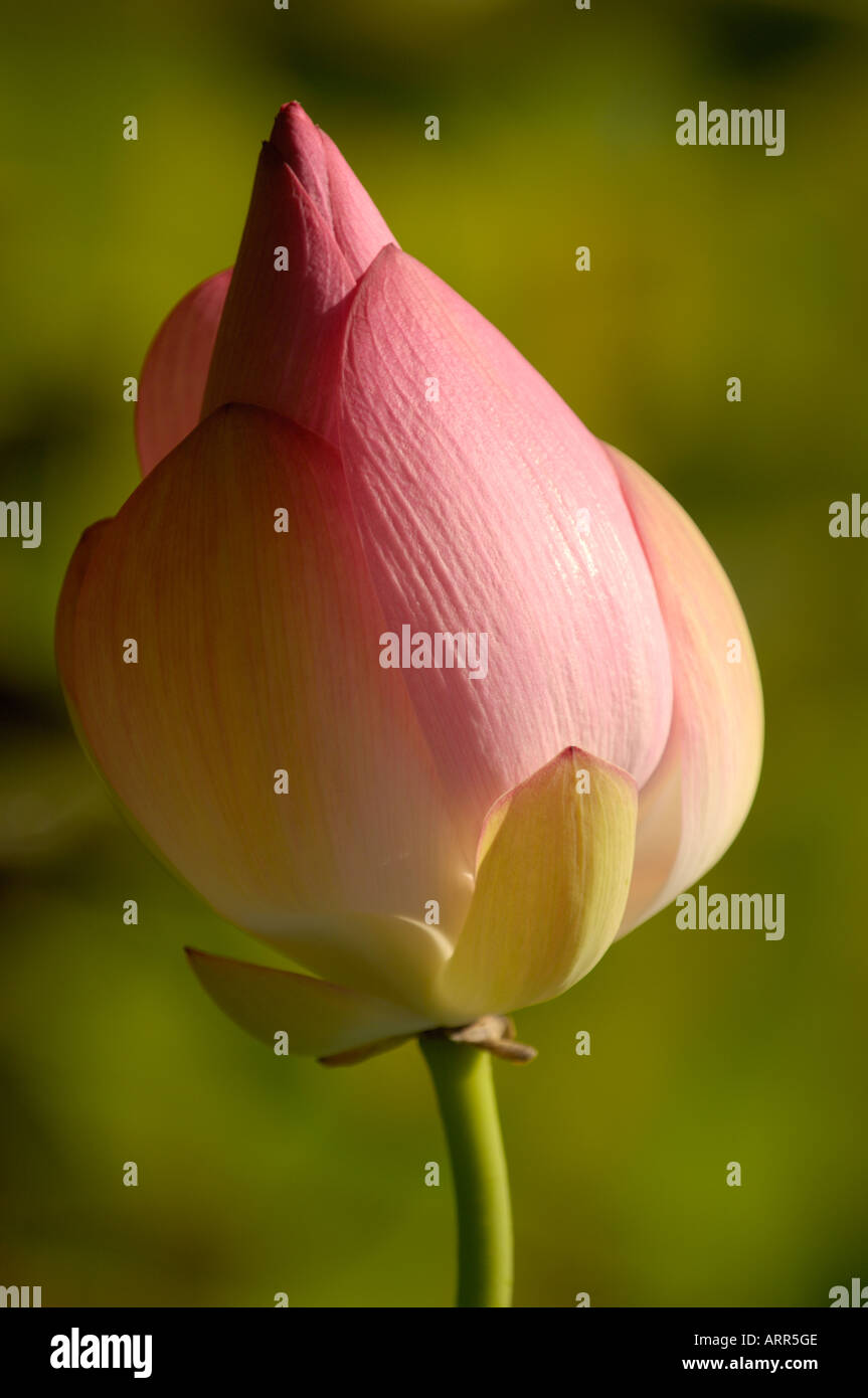Closed Lotus Flower in pond on Oahu Hawaii Stock Photo Alamy