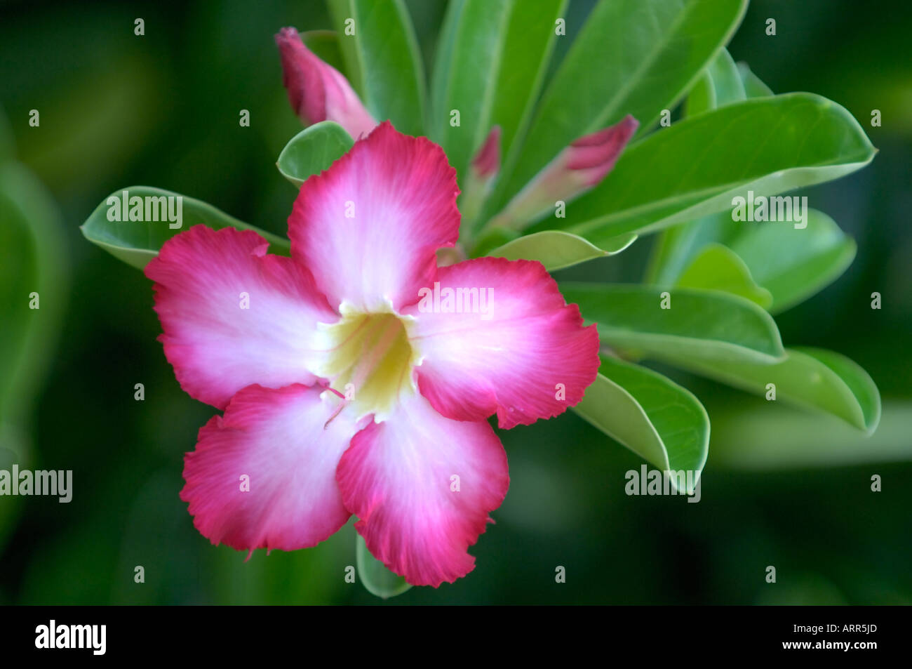 Red and White Flower Stock Photo Alamy
