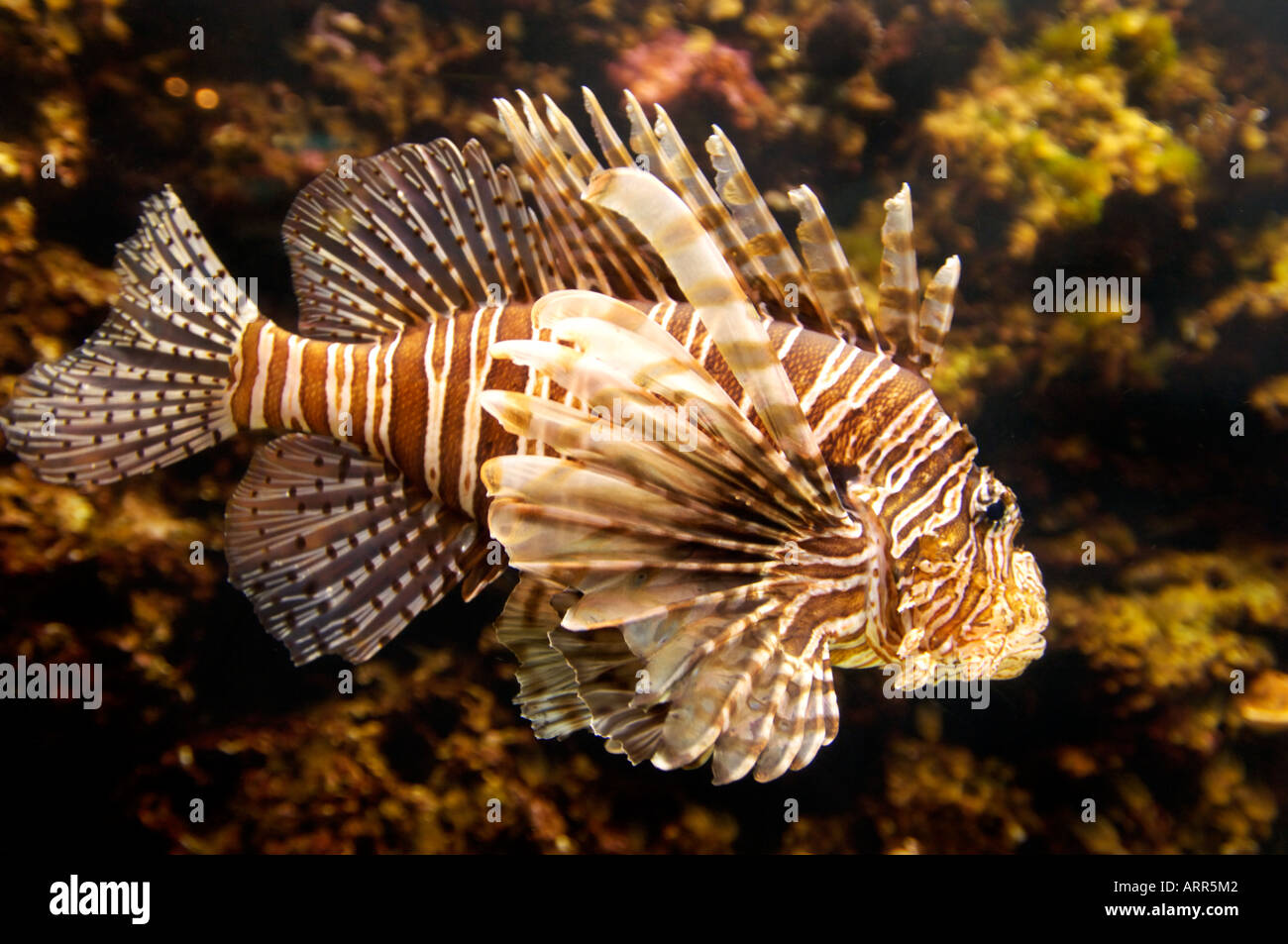 Fish spike hi-res stock photography and images - Alamy