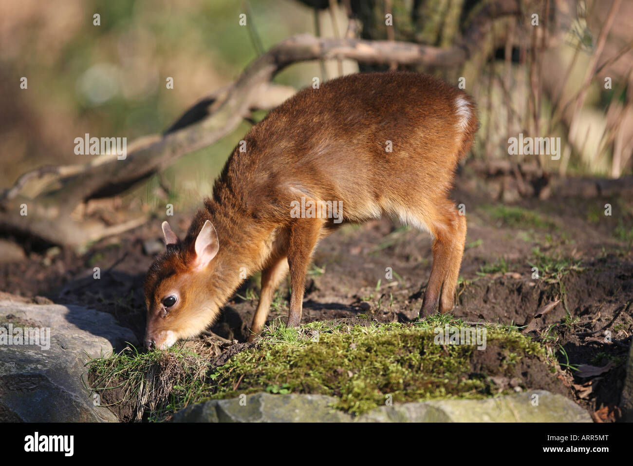 Reeves's (or Chinese) muntjac infant - Muntiacus reevesi Stock Photo