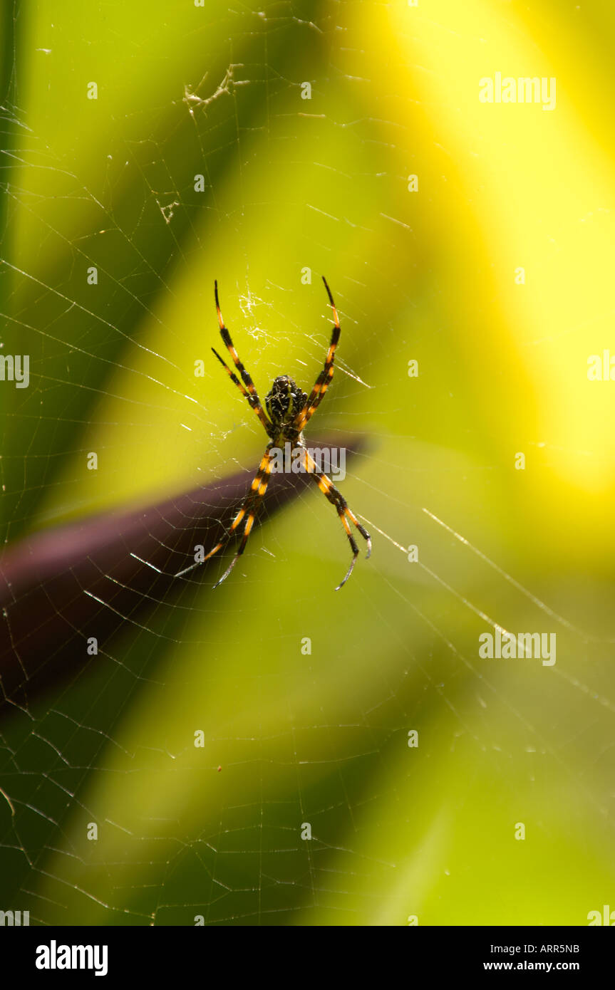 Striped garden spider on Kauai in the National Botanical Gardens Stock Photo Alamy