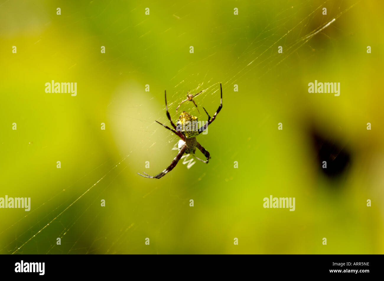 Striped garden spider and its young on Kauai in the National Botanical Gardens Stock Photo Alamy