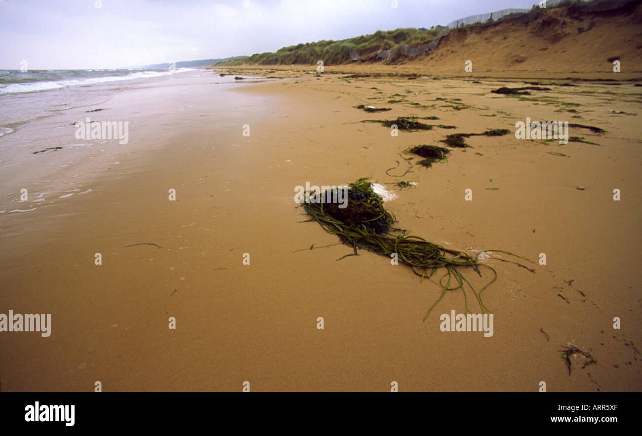 Seaweed on Utah Landing Beach Normandy France Europe Stock Photo