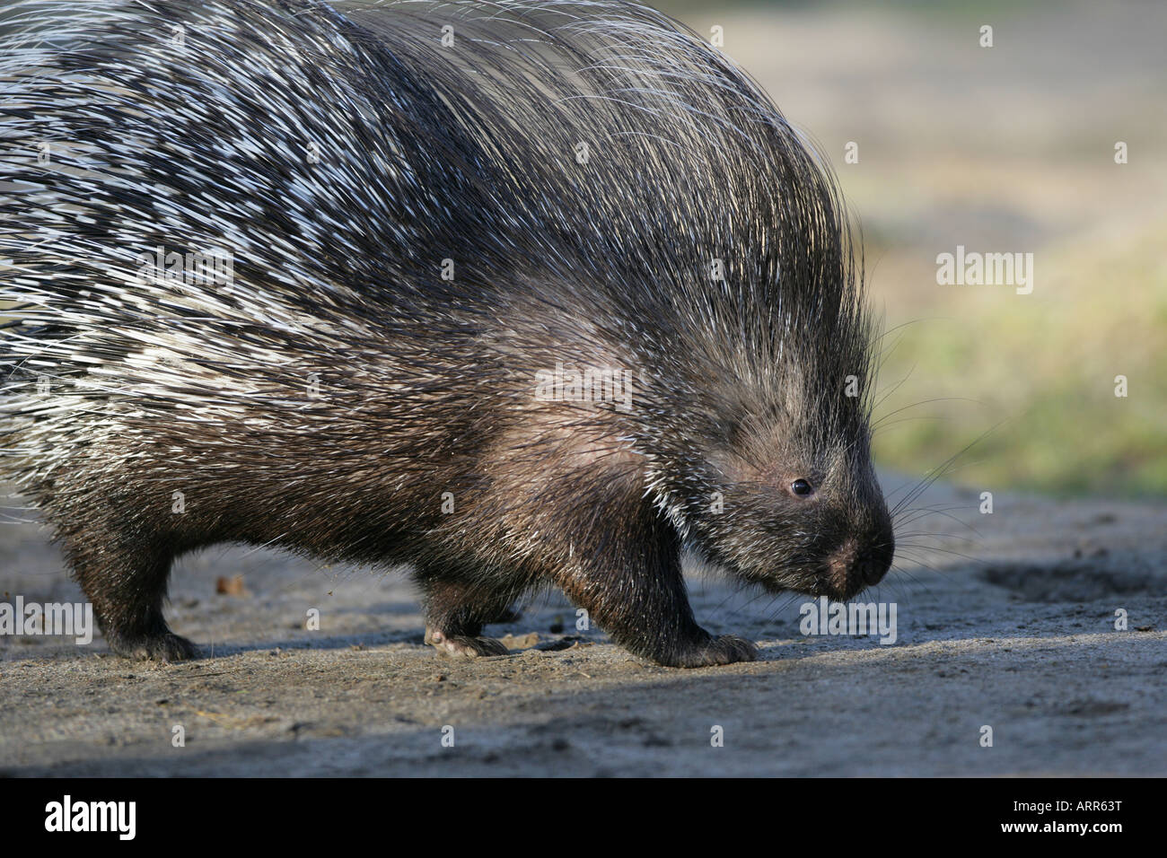 Indian crested porcupine - Hystrix leucura Stock Photo
