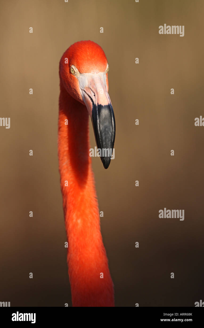 Caribbean Flamingo head closeup in warm evening light - Phoenicopterus ruber Stock Photo