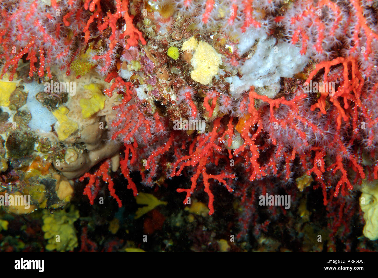 Sea life in the Mediterranean Sea branches of red coral Stock Photo - Alamy