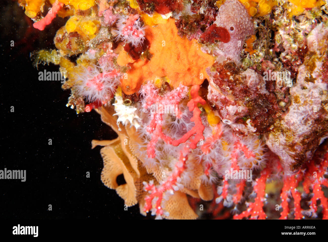 Sea life in the Mediterranean Sea red coral sea lace bryozoan Stock Photo