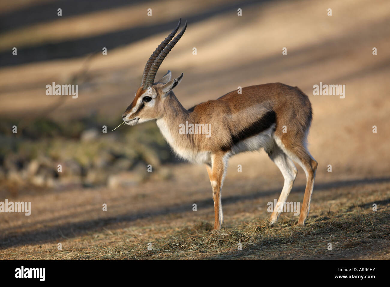 Thomson's gazelle eating - Gazella thomsoni Stock Photo - Alamy