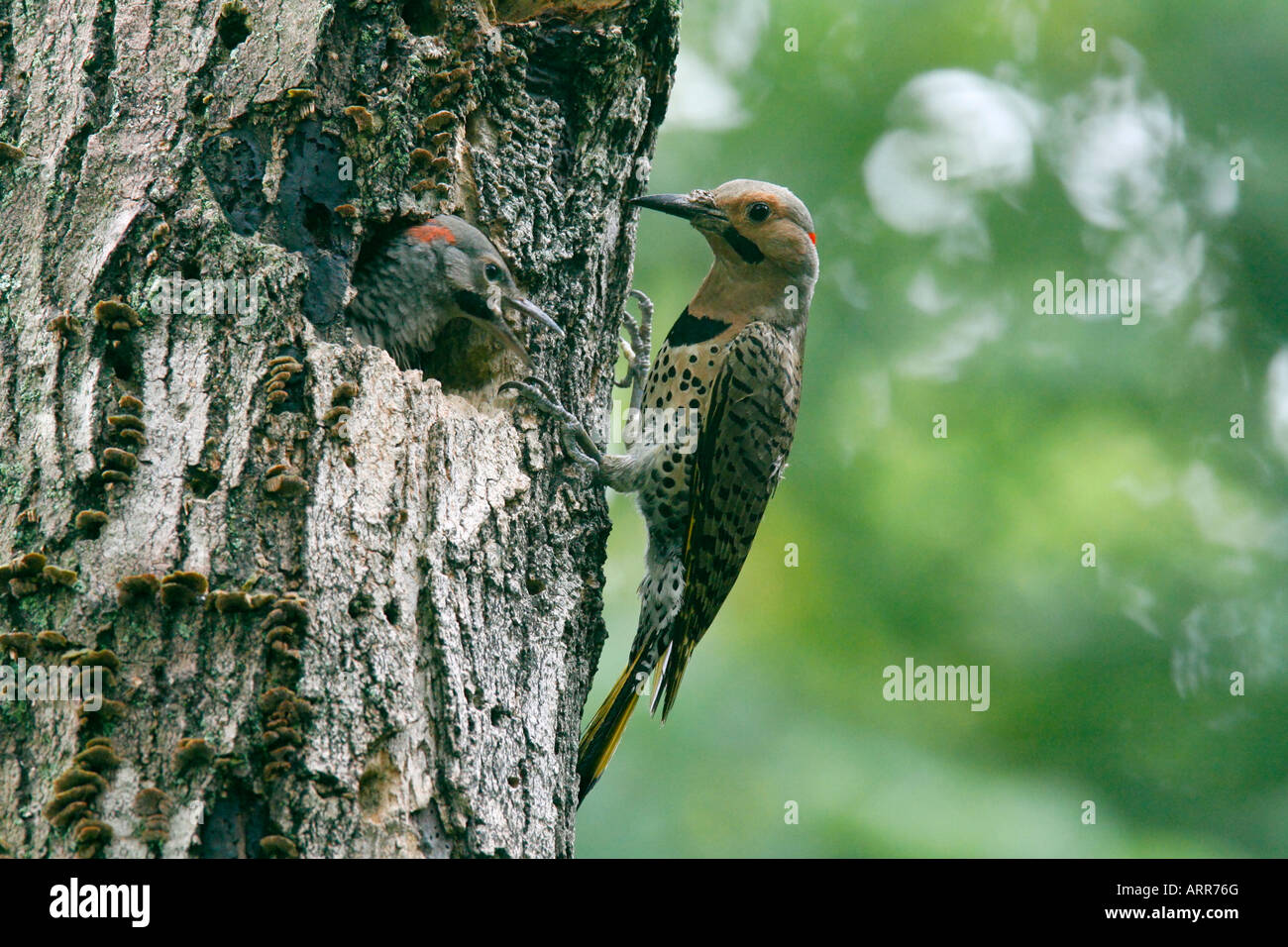 Northern Flicker Perched at Nest Stock Photo