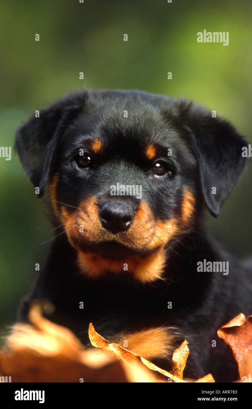 Dave Porter portrait of a Purebred Rottweiler puppy Stock Photo - Alamy