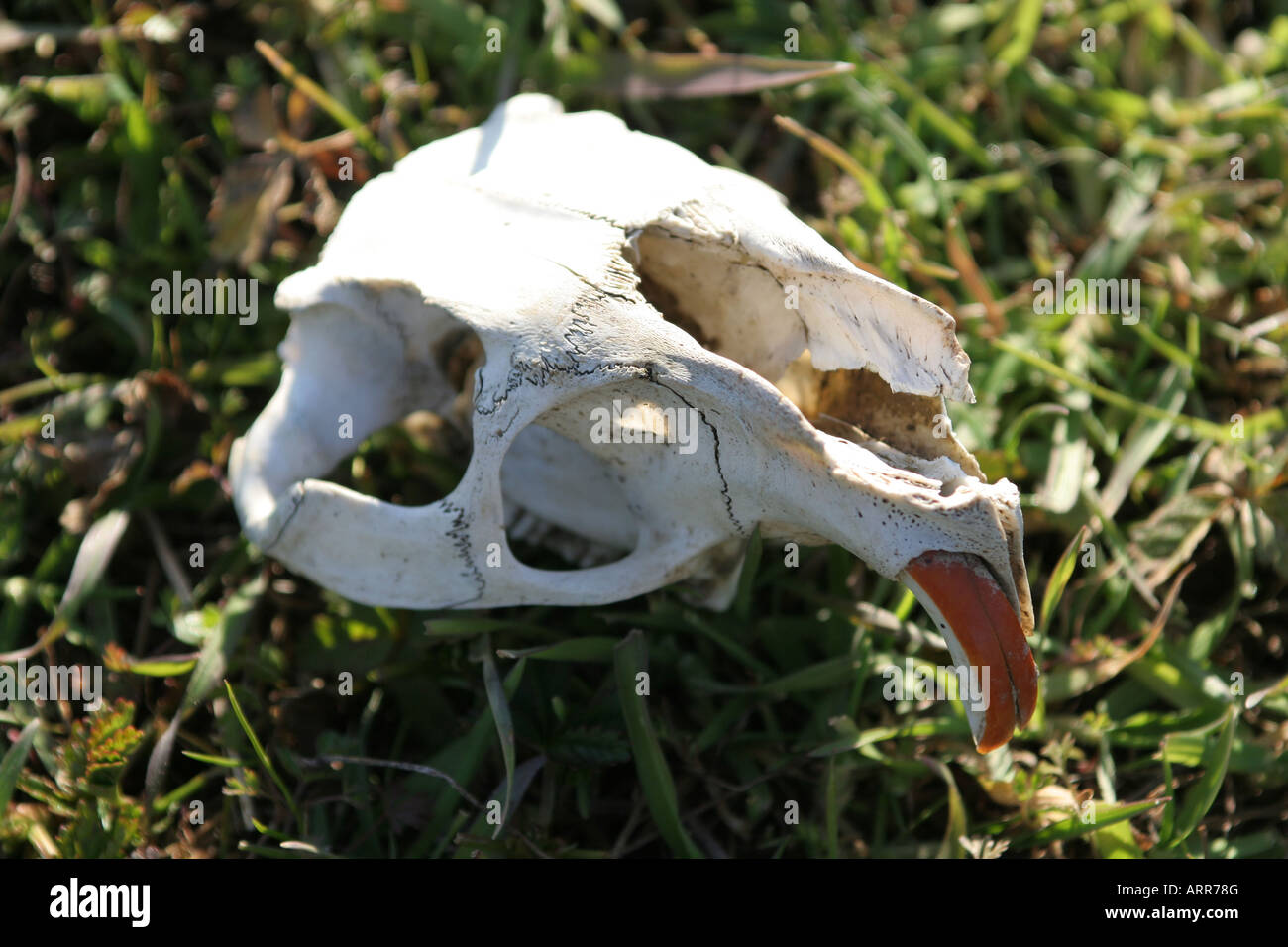 Remains of a white wild river died without food remains the orange beak and a little bit of white teeth under the palate Stock Photo