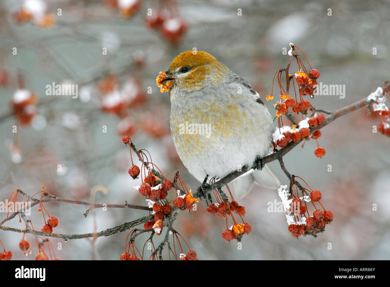Female Pine Grosbeak Perched in Siberian Crab Apple Tree Berries with