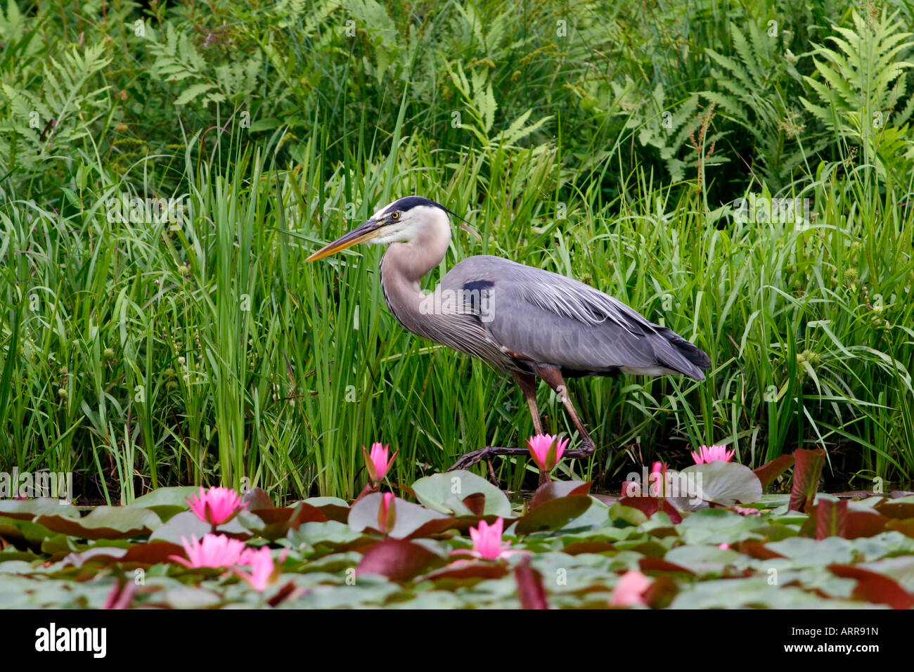 Great Blue Heron in Pink Water Lilies Stock Photo