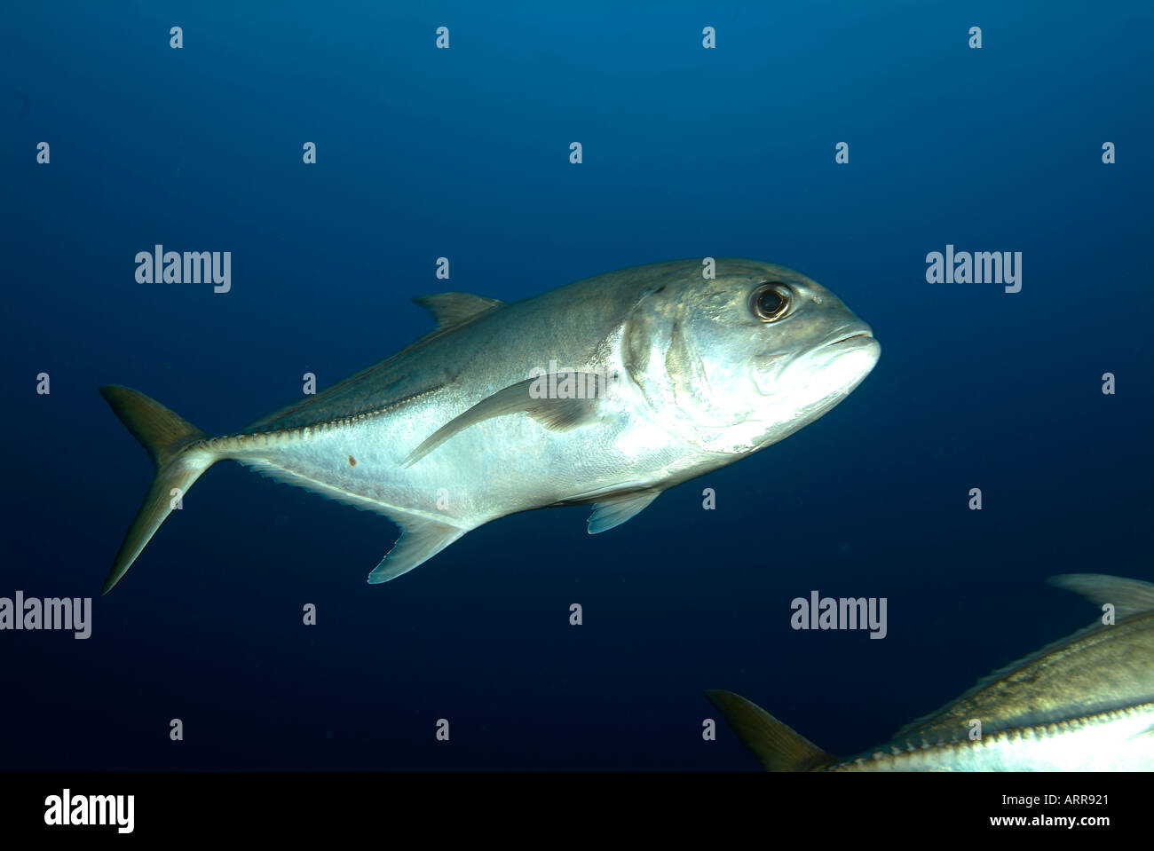 Marine life in the Gulf of Mexico horse eye jack Stock Photo - Alamy