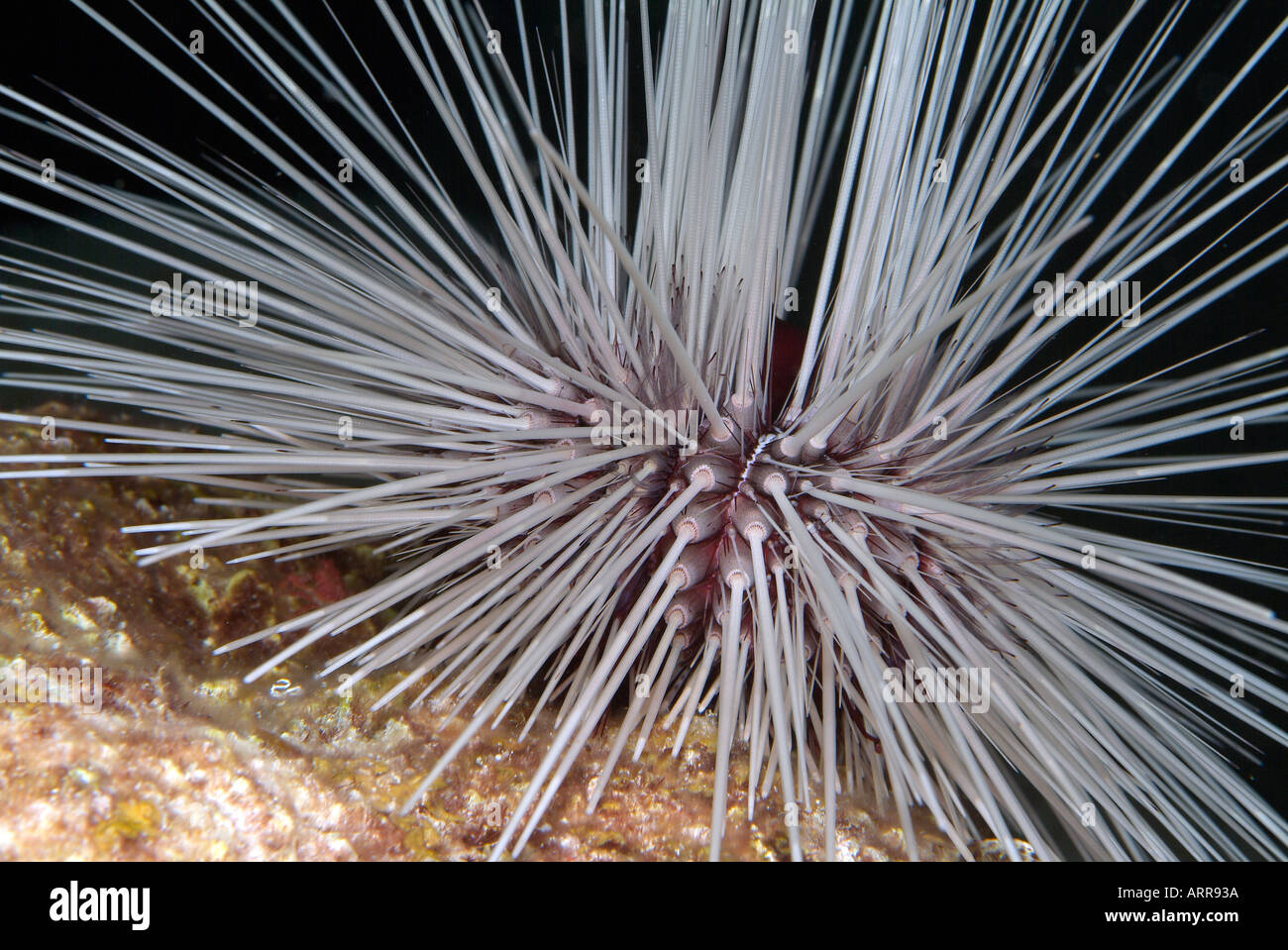 Marine life in the Gulf of Mexico long spined urchin Stock Photo