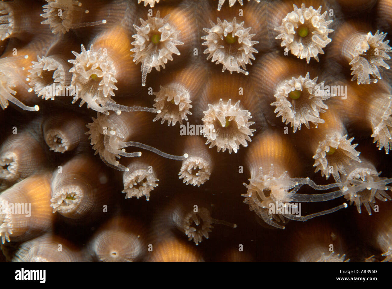 Marine life in the Gulf of Mexico coral ready to spawn Stock Photo