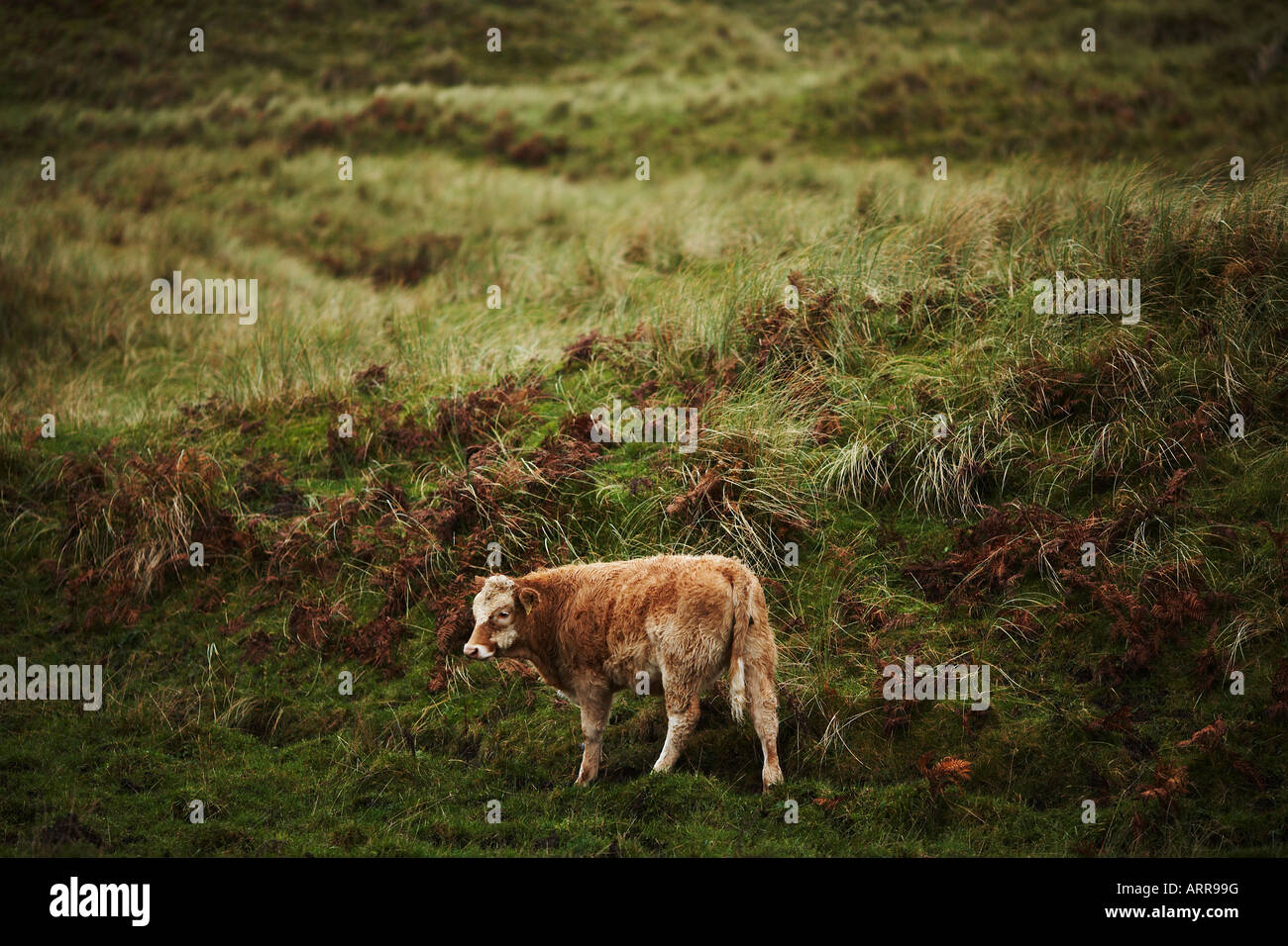 Weathered Cow in Green Field Inishowen Peninsula, County Donegal, Republic of Ireland, Europe Stock Photo