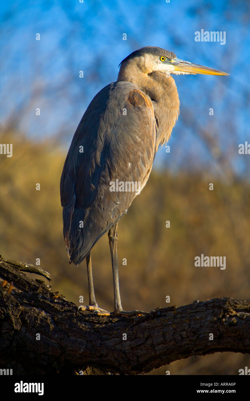 Great Blue Heron Ardea herodias Canyon Lake Riverside County California United States Stock Photo