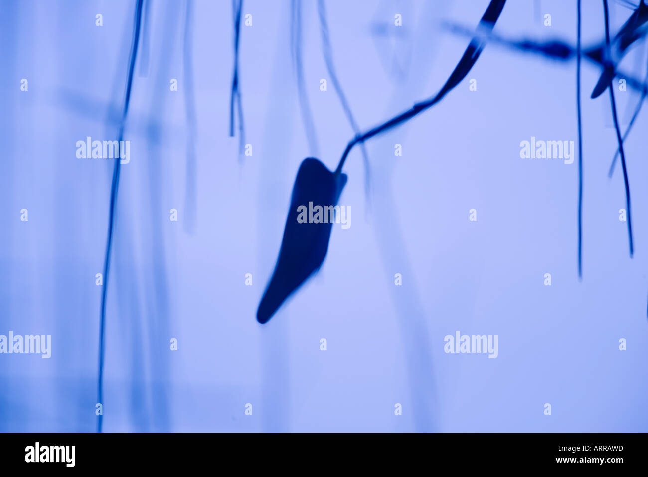 Barrys bay hires stock photography and images Alamy