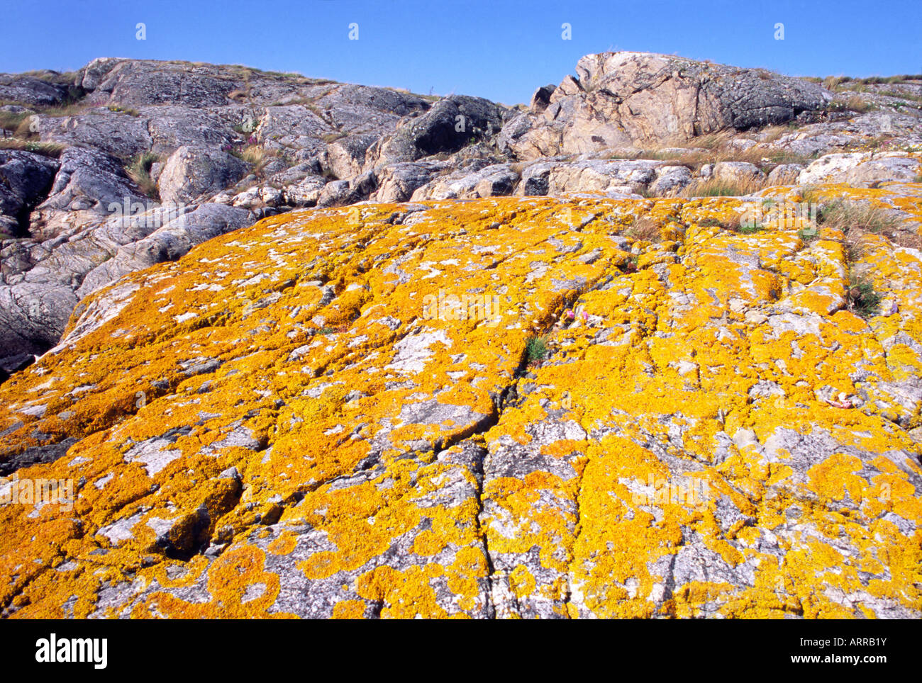 Orange lichen covers pink granite on a small island on the west coast of Sweden, Bohuslan, Sweden Stock Photo