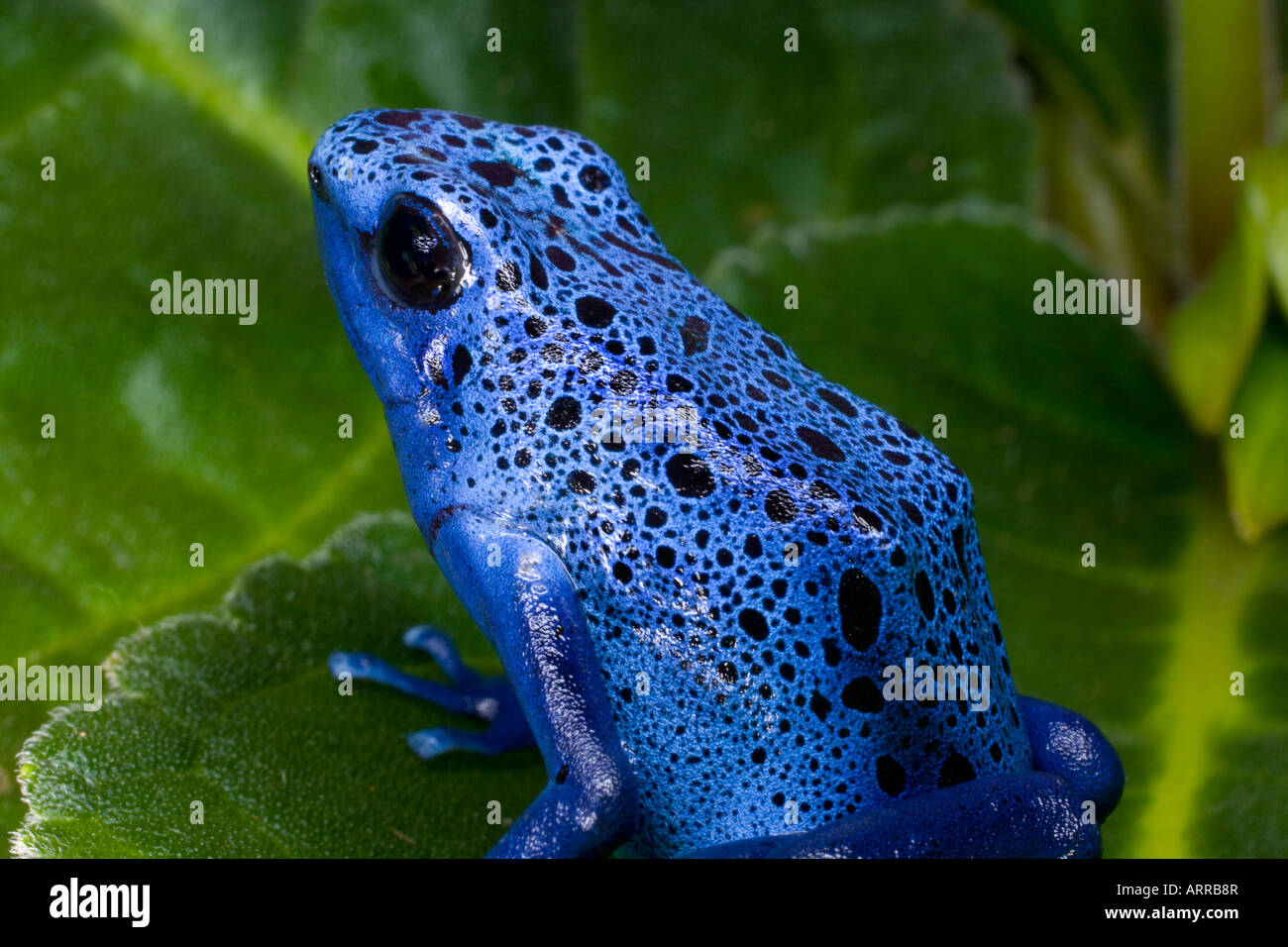 Poison dart  frog (Dendrobates azureus), Surinam Stock Photo