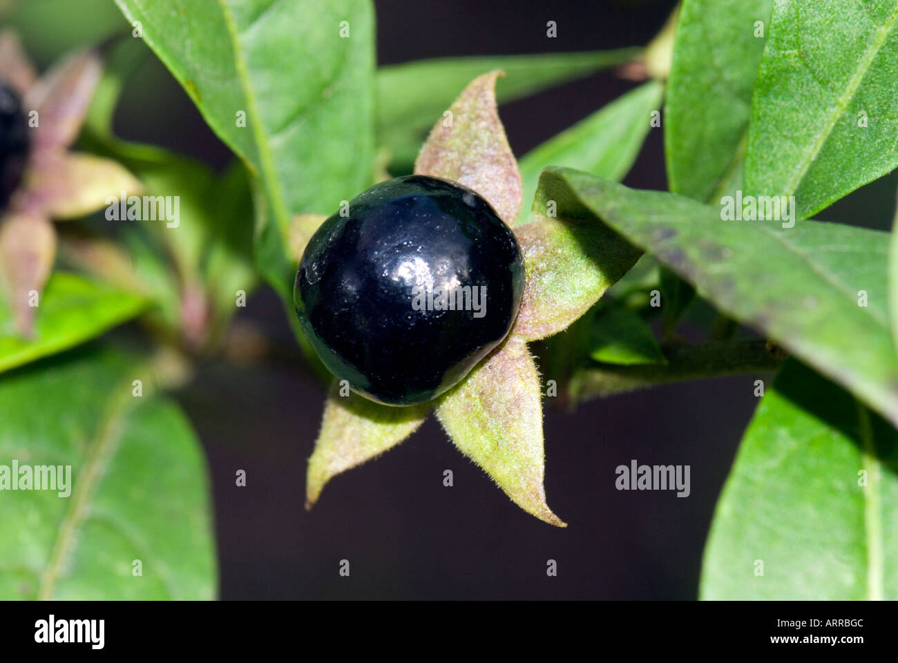 ATROPA BELLADONNA L Deadly Nightshade fruit seed SOLANACEAE  Tollkirsche  ripe berry Stock Photo