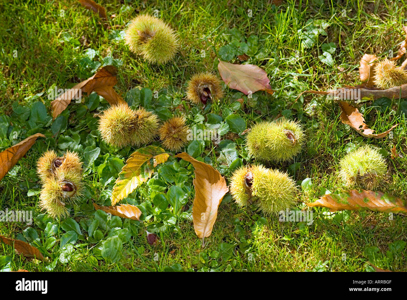 Fall ambience hi-res stock photography and images - Alamy