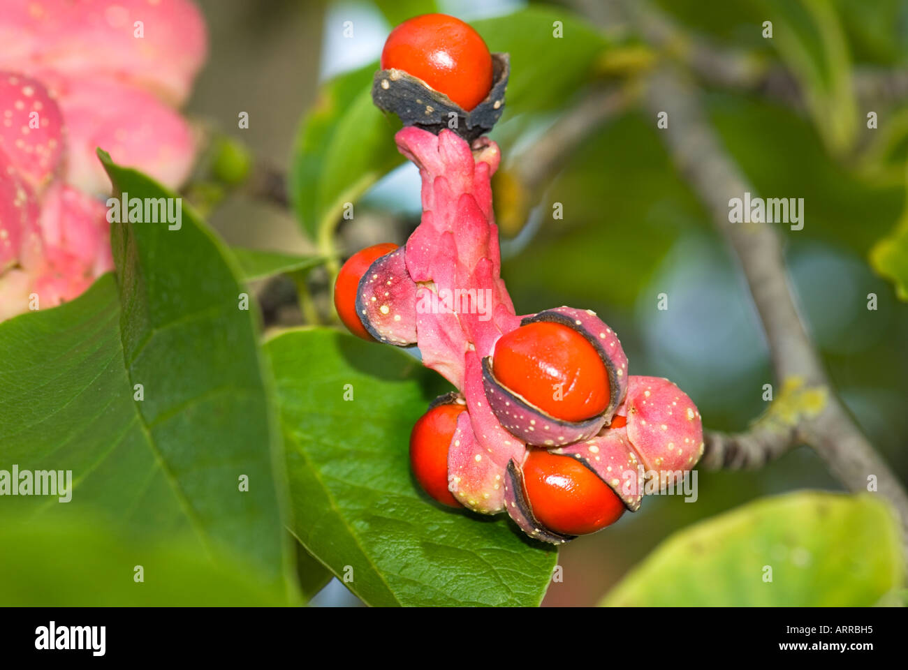 fruit of  MAGNOLIA SOULANGIANA soul bod s.o. asia Magnolie AUTUMN  seedhead seed head red pink rose orange Stock Photo