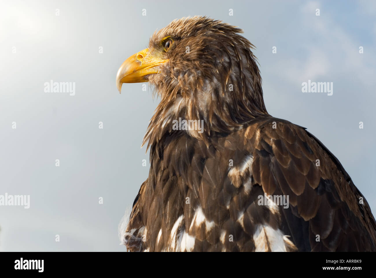BUZZARD head south america eagle Stock Photo