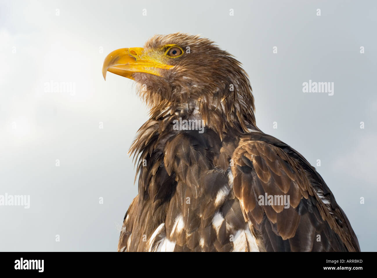 BUZZARD head south america eagle Stock Photo