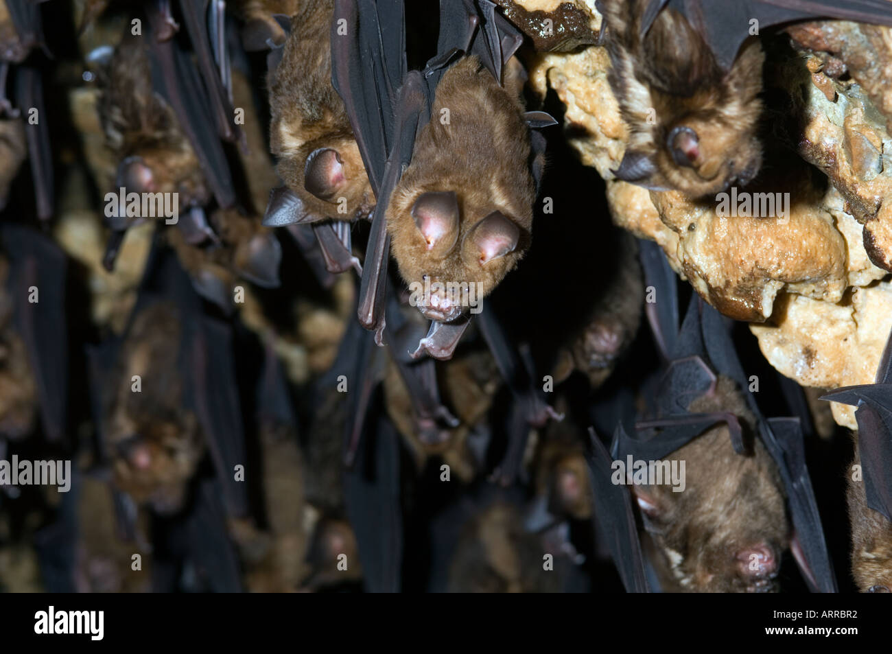 thousands of Asian bats in the cave, wildlife Stock Photo Biology Diagrams