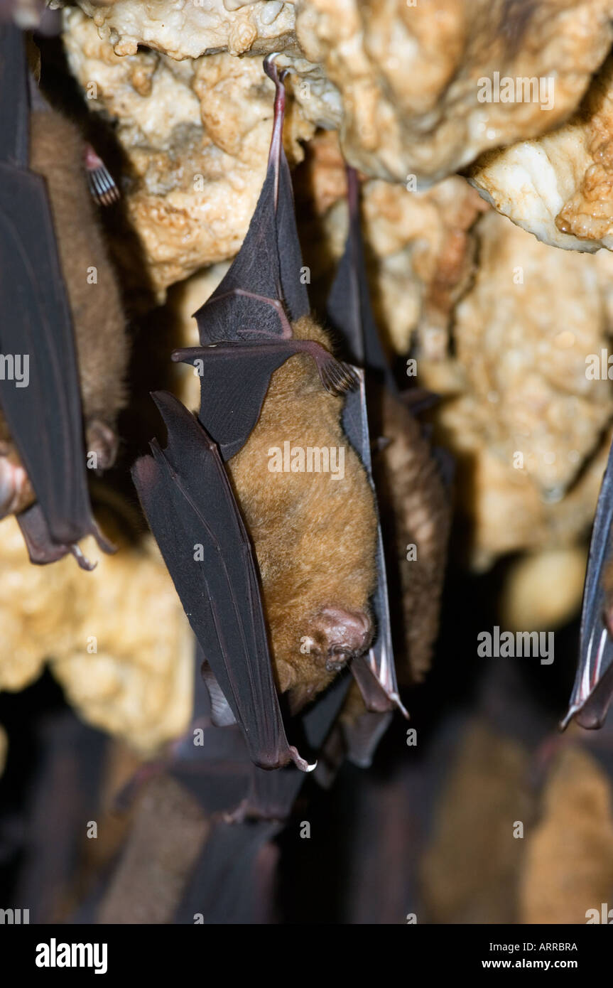 thousands of Asian bats in the cave, wildlife Stock Photo Alamy