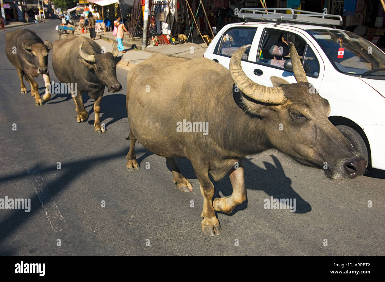 Sacred cow in nepal High Resolution Stock Photography and Images - Alamy