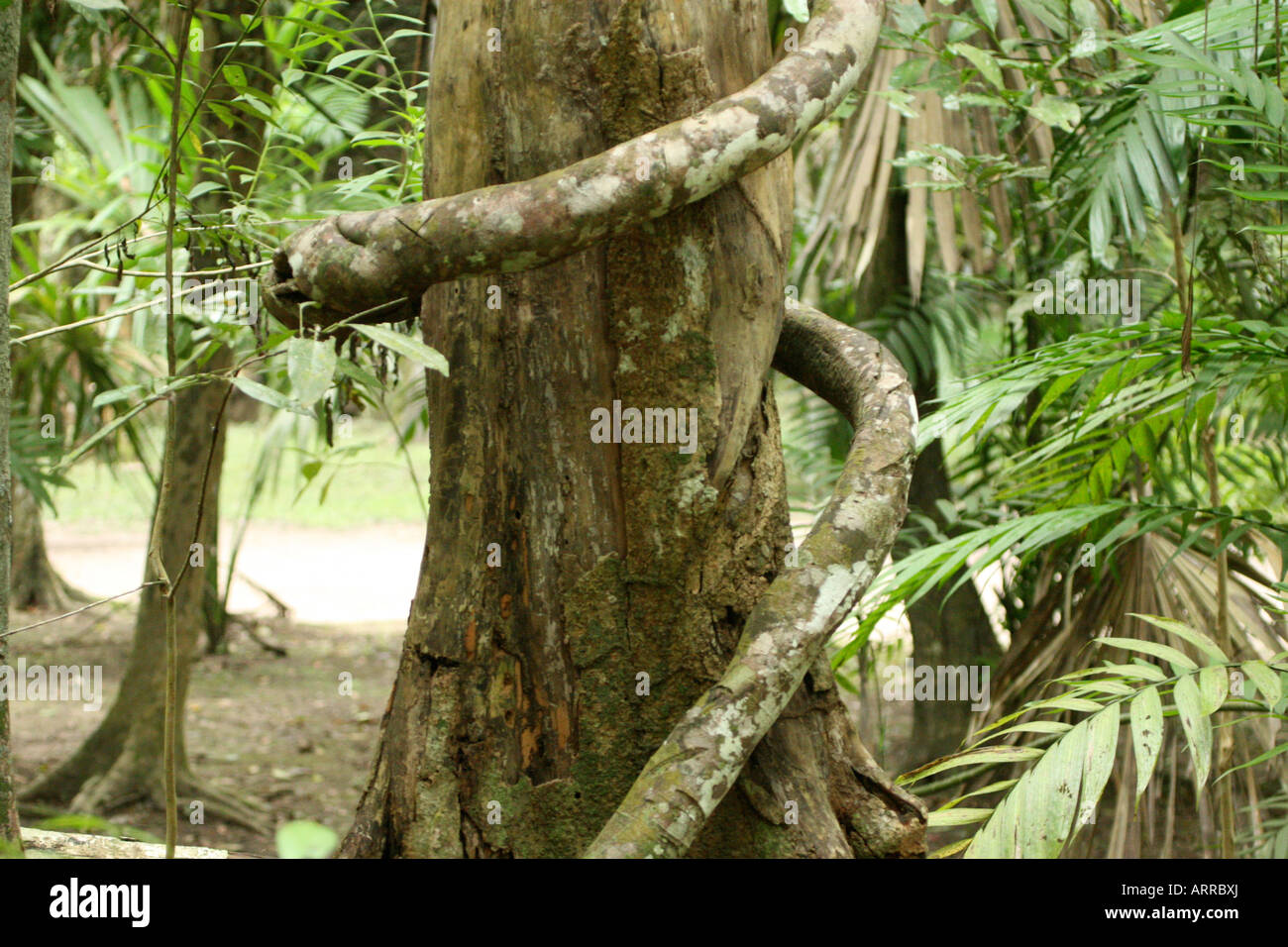 Tree in Jungle Stock Photo