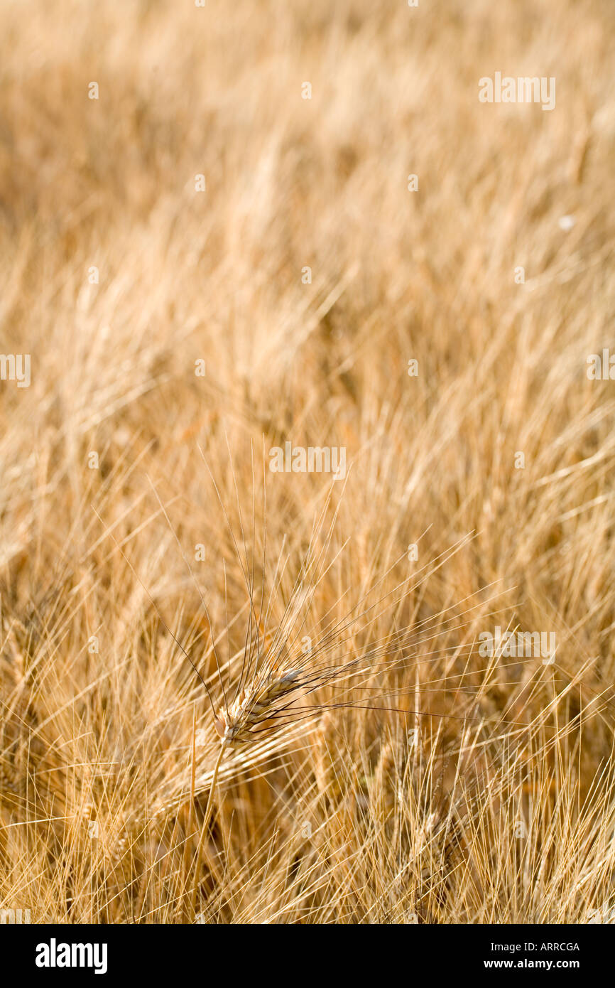 Barley field dried ears hi-res stock photography and images - Alamy