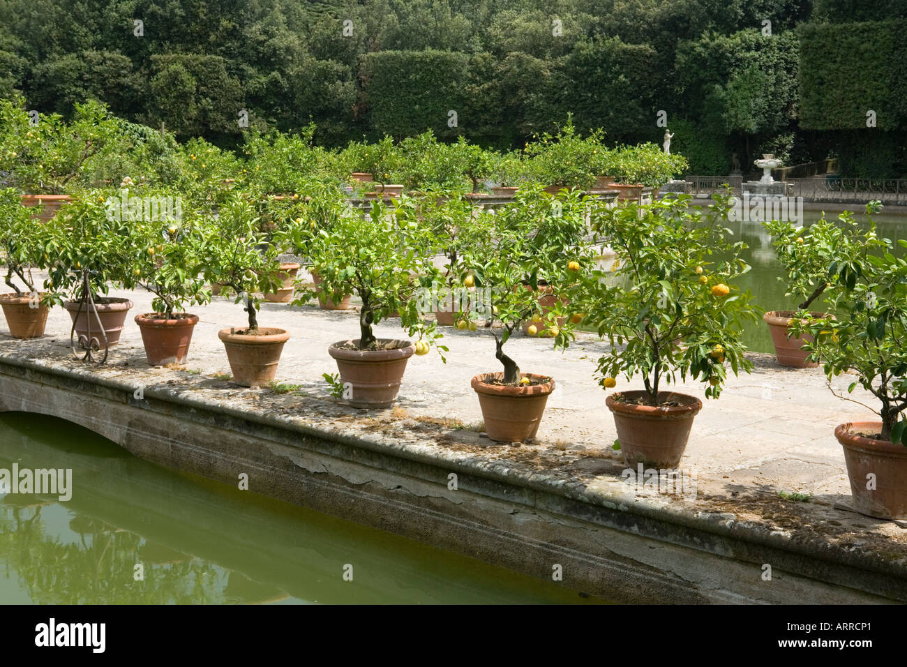 Giardino di Boboli Boboli Gardens Florence Italy, Lemon trees in pots Stock Photo