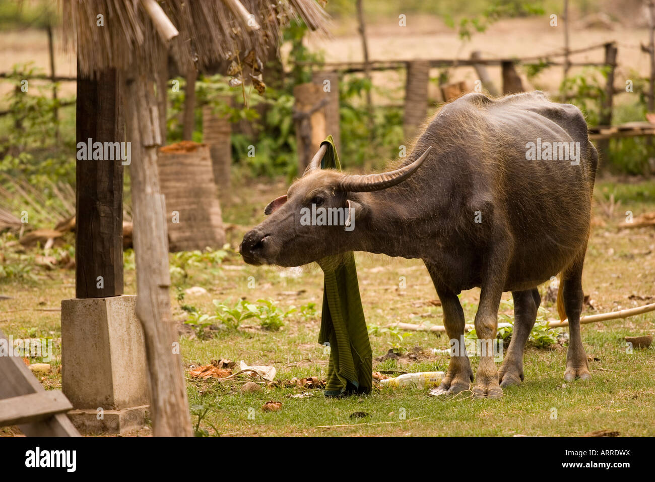 Water buffalo with clothing on its horn Don Det Laos  Stock Photo