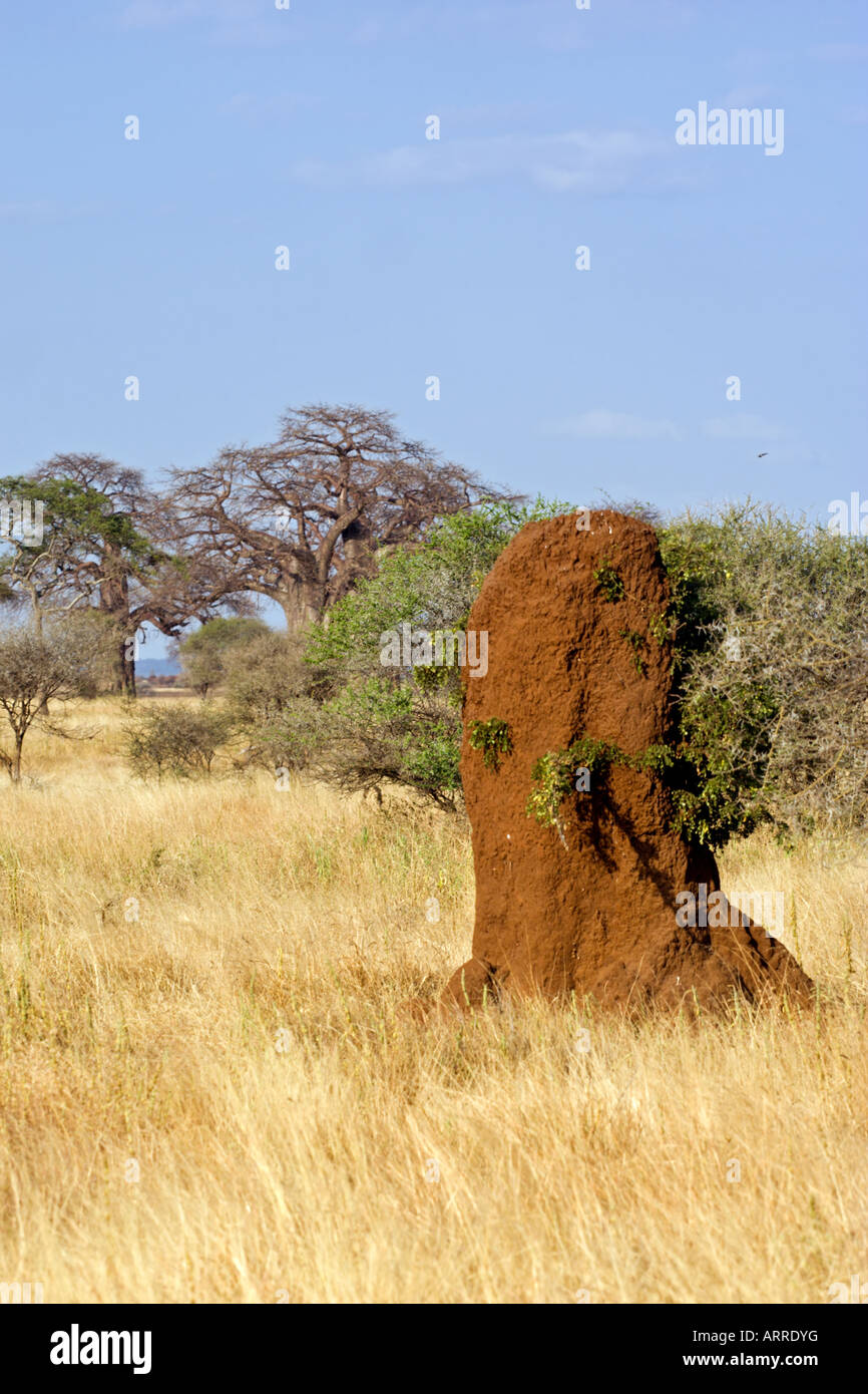 Temite hi-res stock photography and images - Alamy