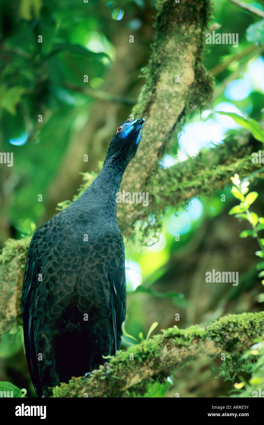 Black Guan (Chamaepetes unicolor) Monteverde Cloud Forest Preserve, Costa Rica Stock Photo