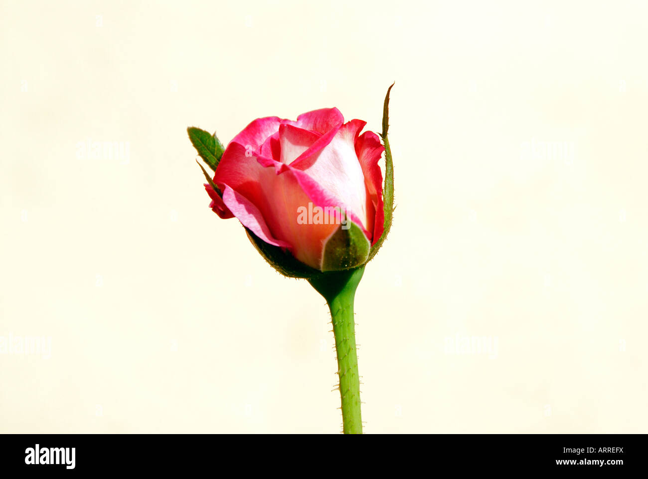 Humility rose flower hi-res stock photography and images - Alamy