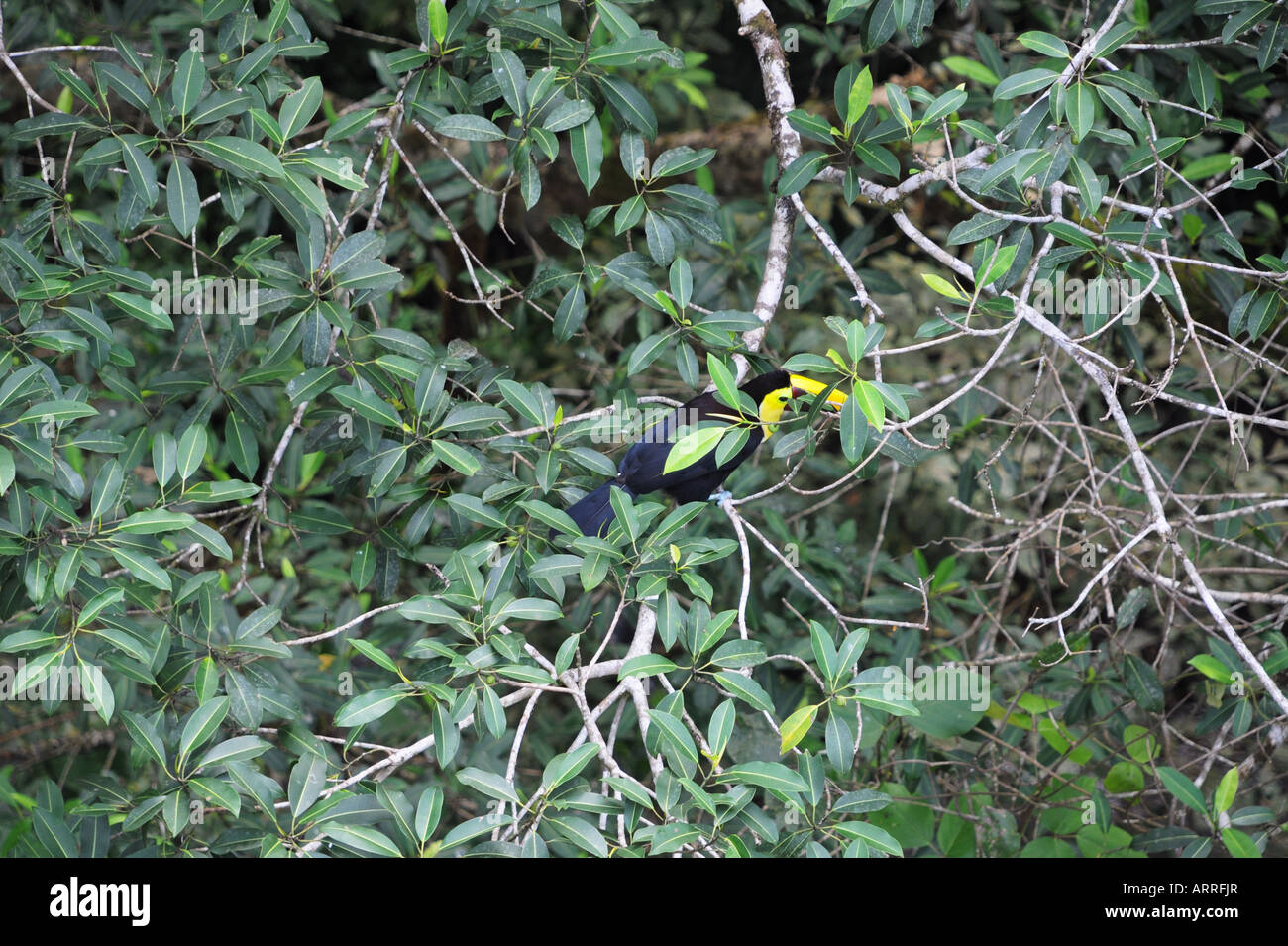 The chestnut mandible toucan is the largest of Costa Rica's toucans. This one lives in a rain forest near the Pacific Ocean. Stock Photo