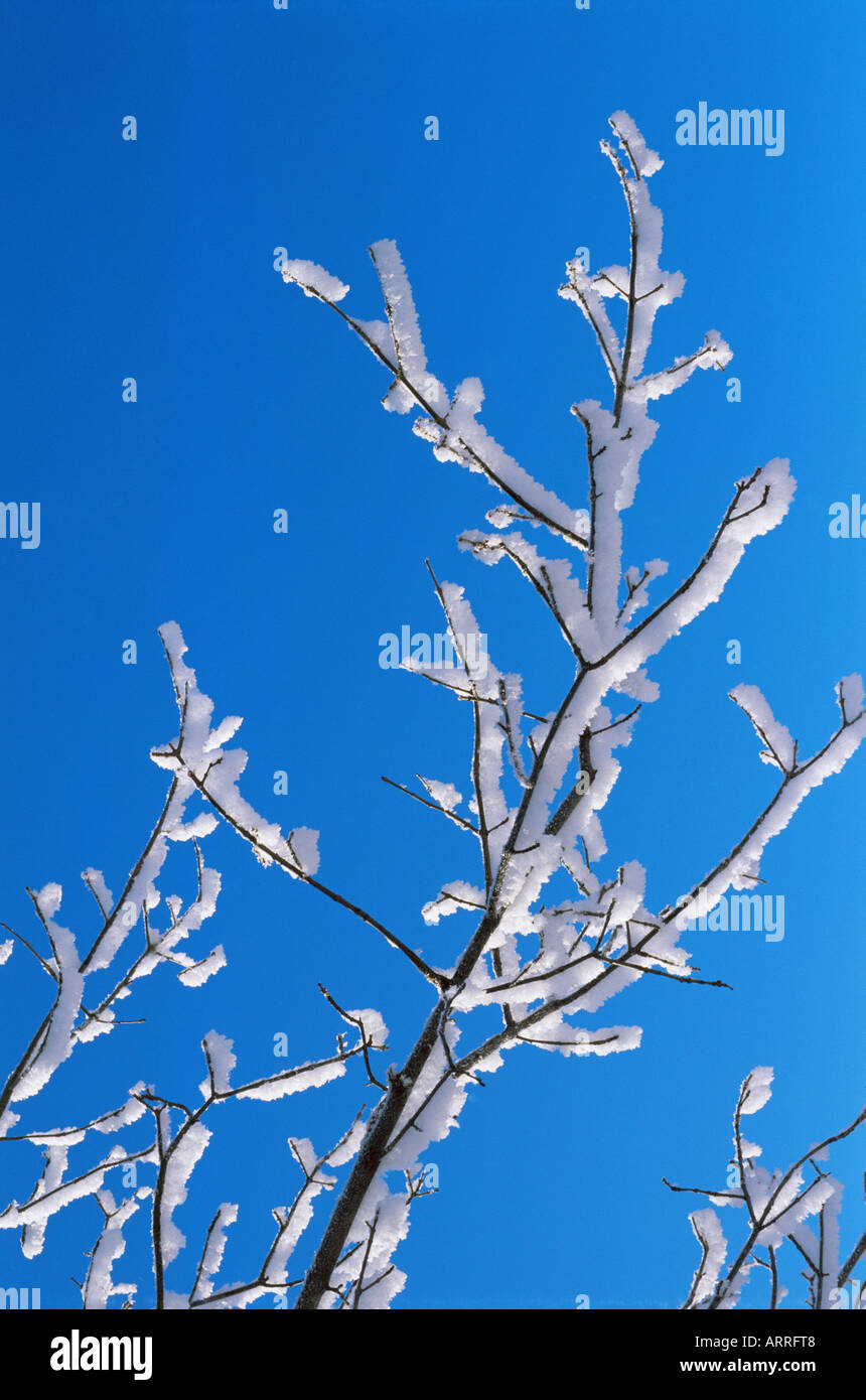 Snow covered branches Stock Photo - Alamy