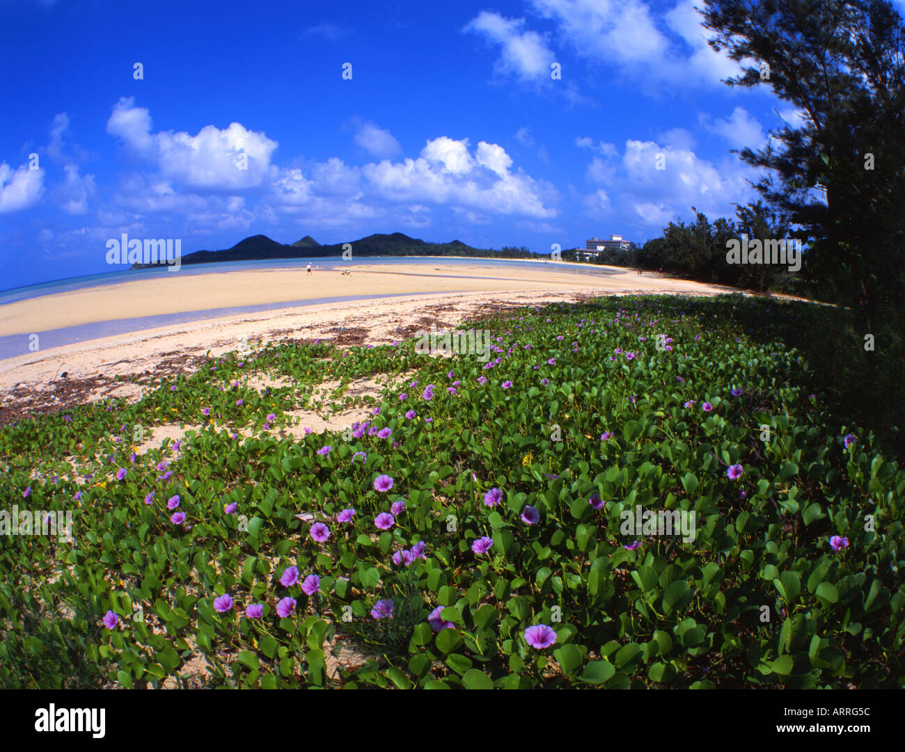 Carpet of flowers at the beautiful Sukuji Beach, Ishigaki, Okinawa,  Japan Stock Photo