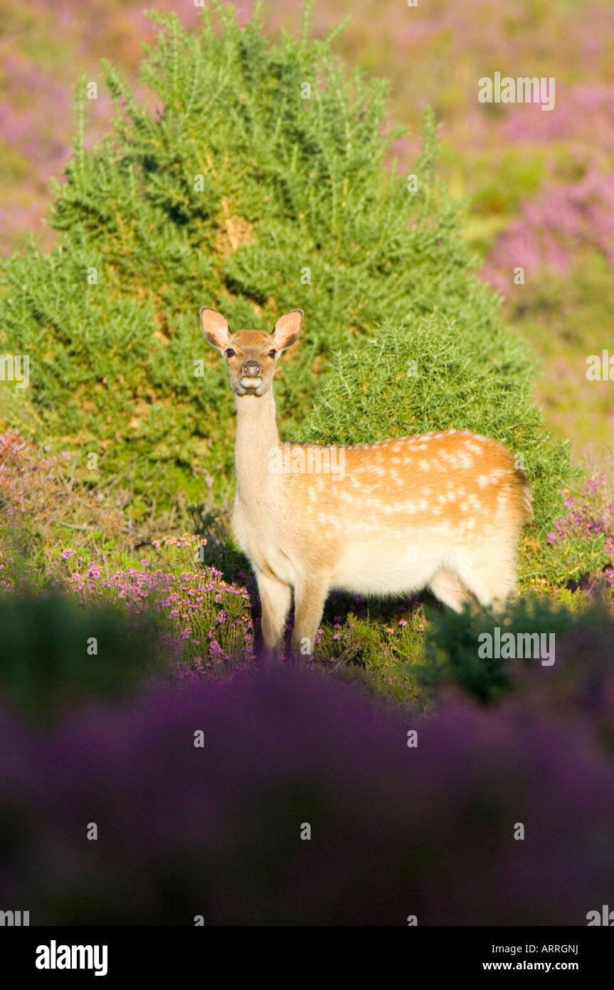 Sika deer, Cervus nippon, female or hind among purple flowers of Dorset Heath Stock Photo