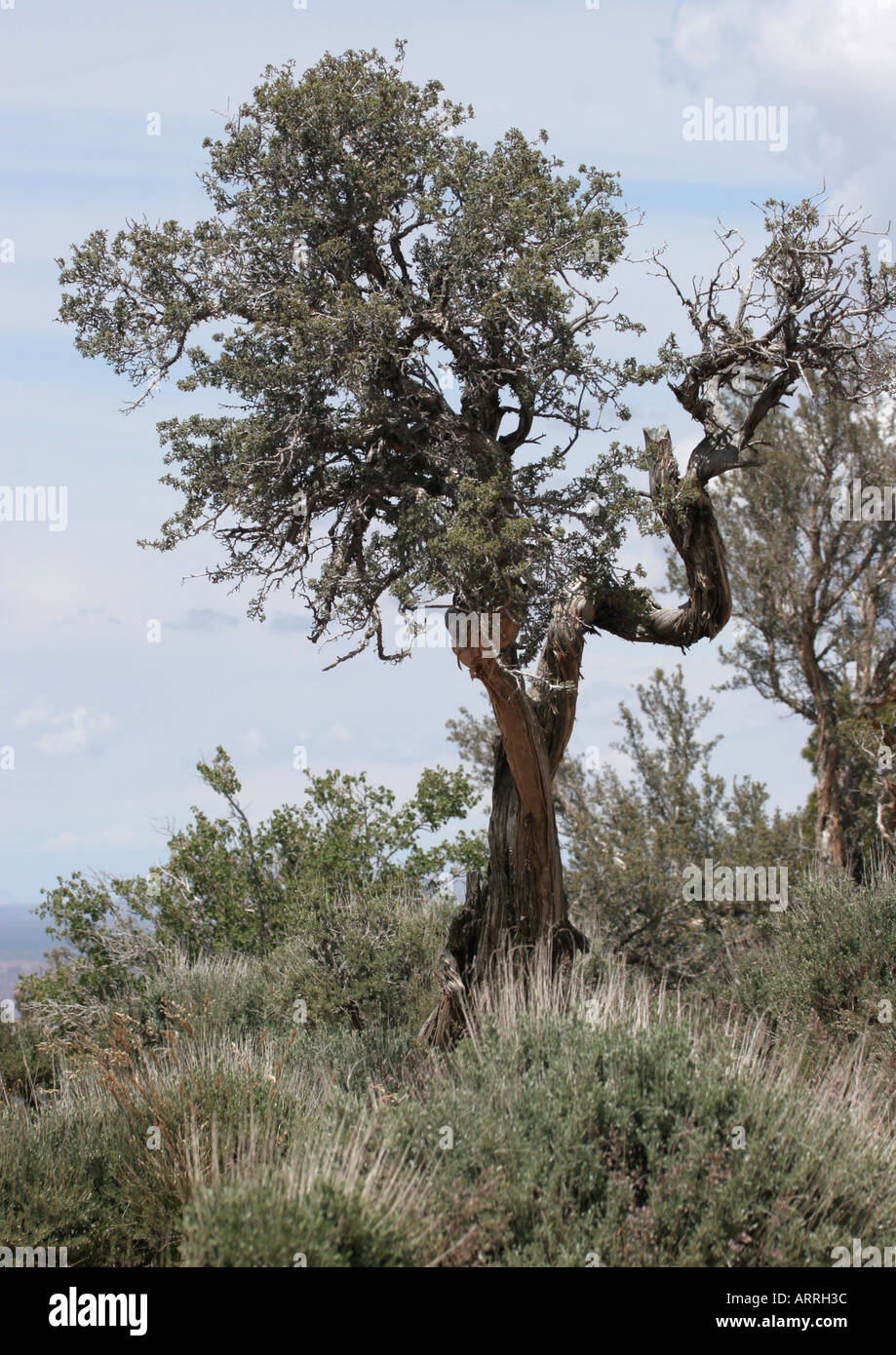 Bristlecone Pine (Pinus aristata), Grand Canyon, Arizona, USA Stock Photo