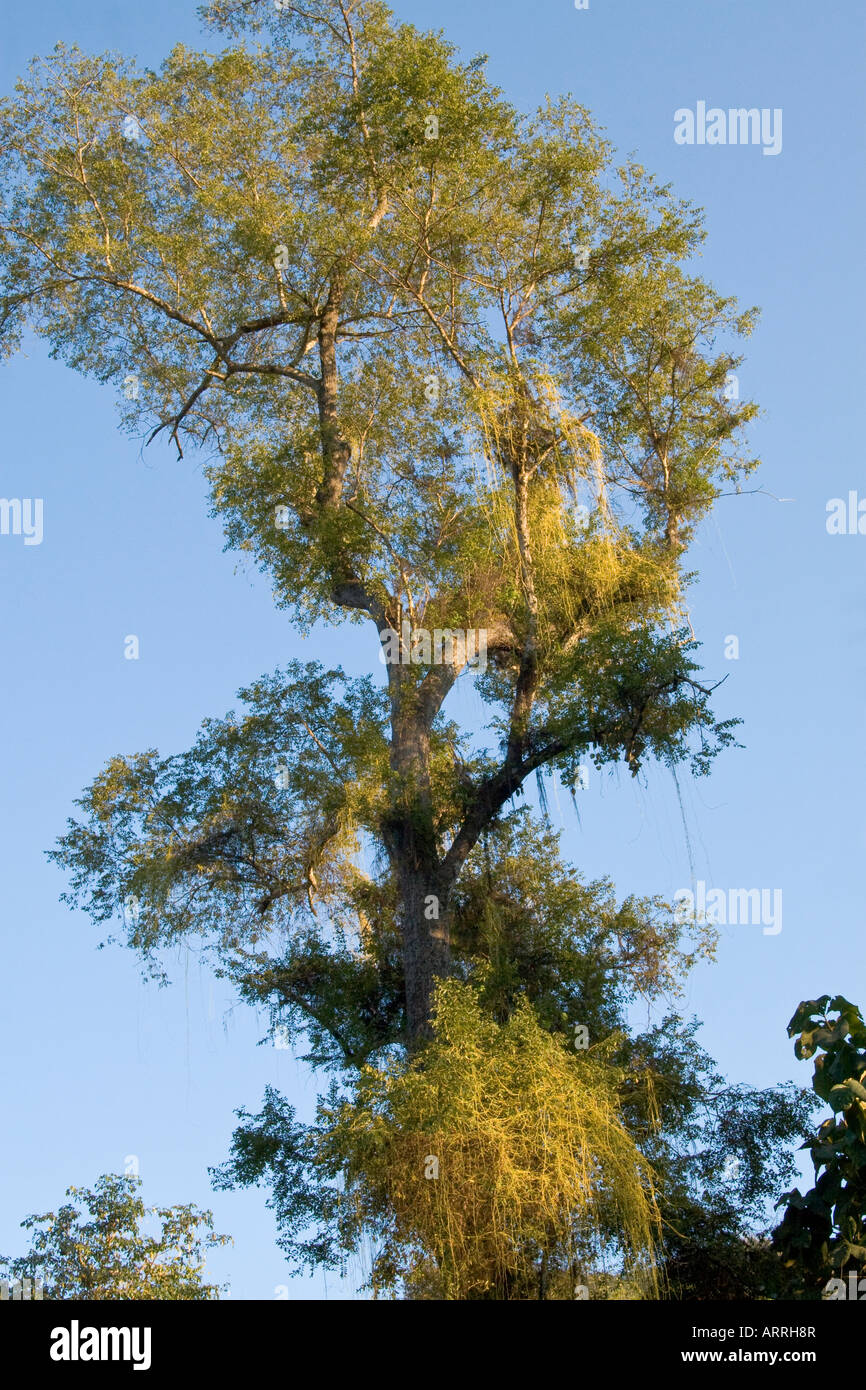 Teak Tree or Common Teak (Tectona Grandis), Growing in the Rain Forest, Laos Stock Photo