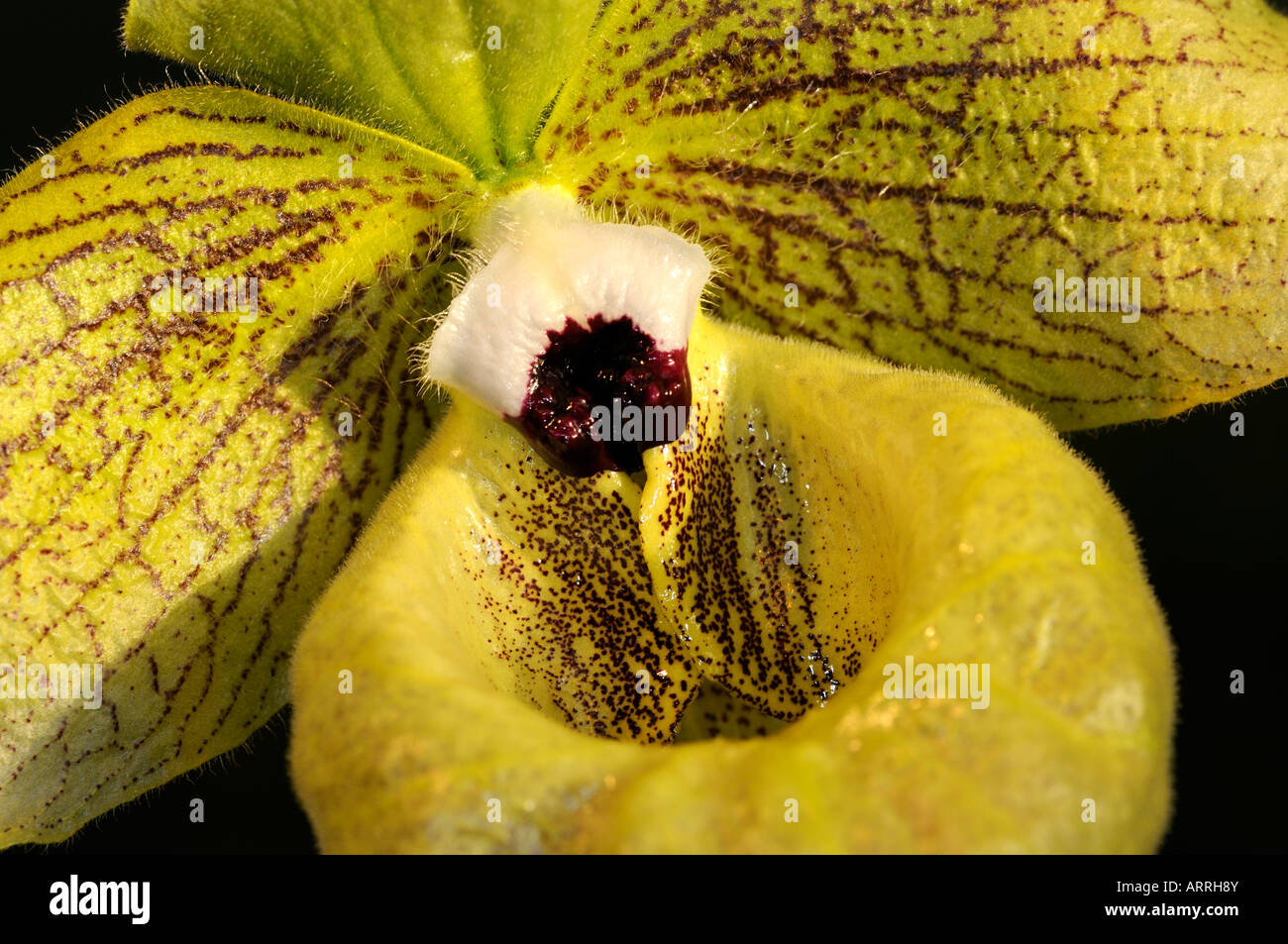 Labellum Jade Slipper Orchid Paphiopedilum malipoense Stock Photo